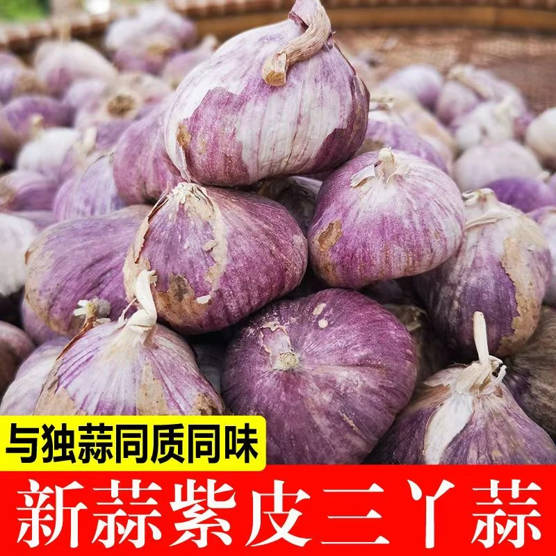 【新店半价】2025农家蔬菜紫皮三丫蒜大蒜头干蒜1/2/3/5斤包邮