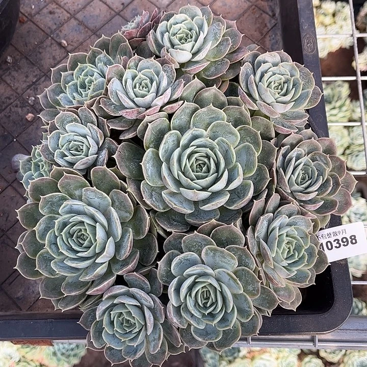 阿雅园艺。         397昂斯诺捧花