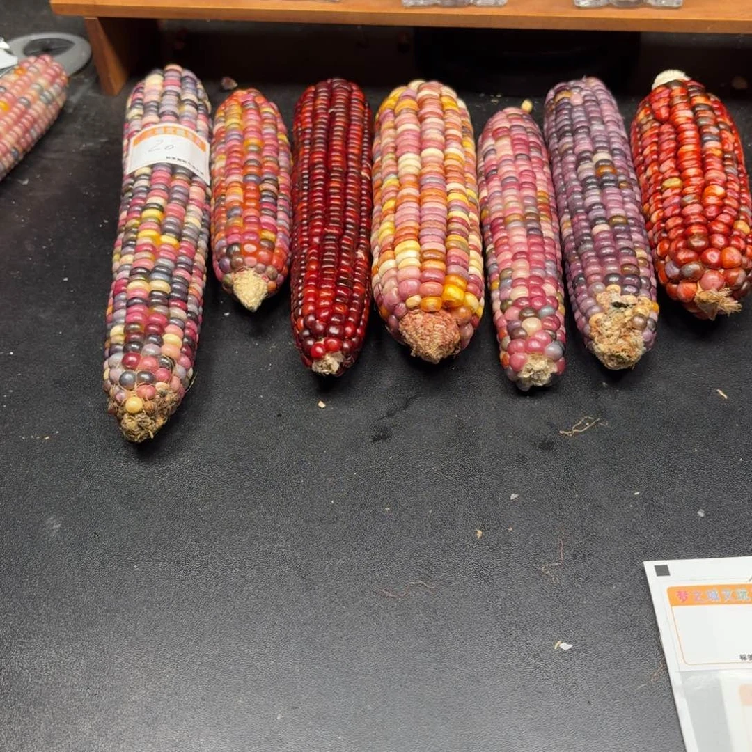 瑾***$银S925我我我我我去玩