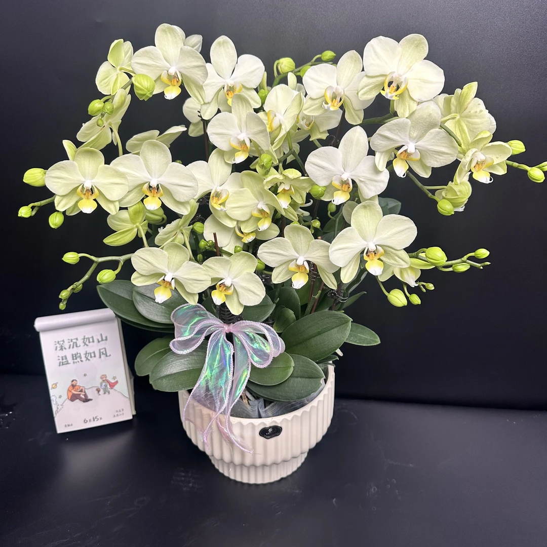 蝴蝶兰《卡丽》带花带花苞纯天然绿色系中花型