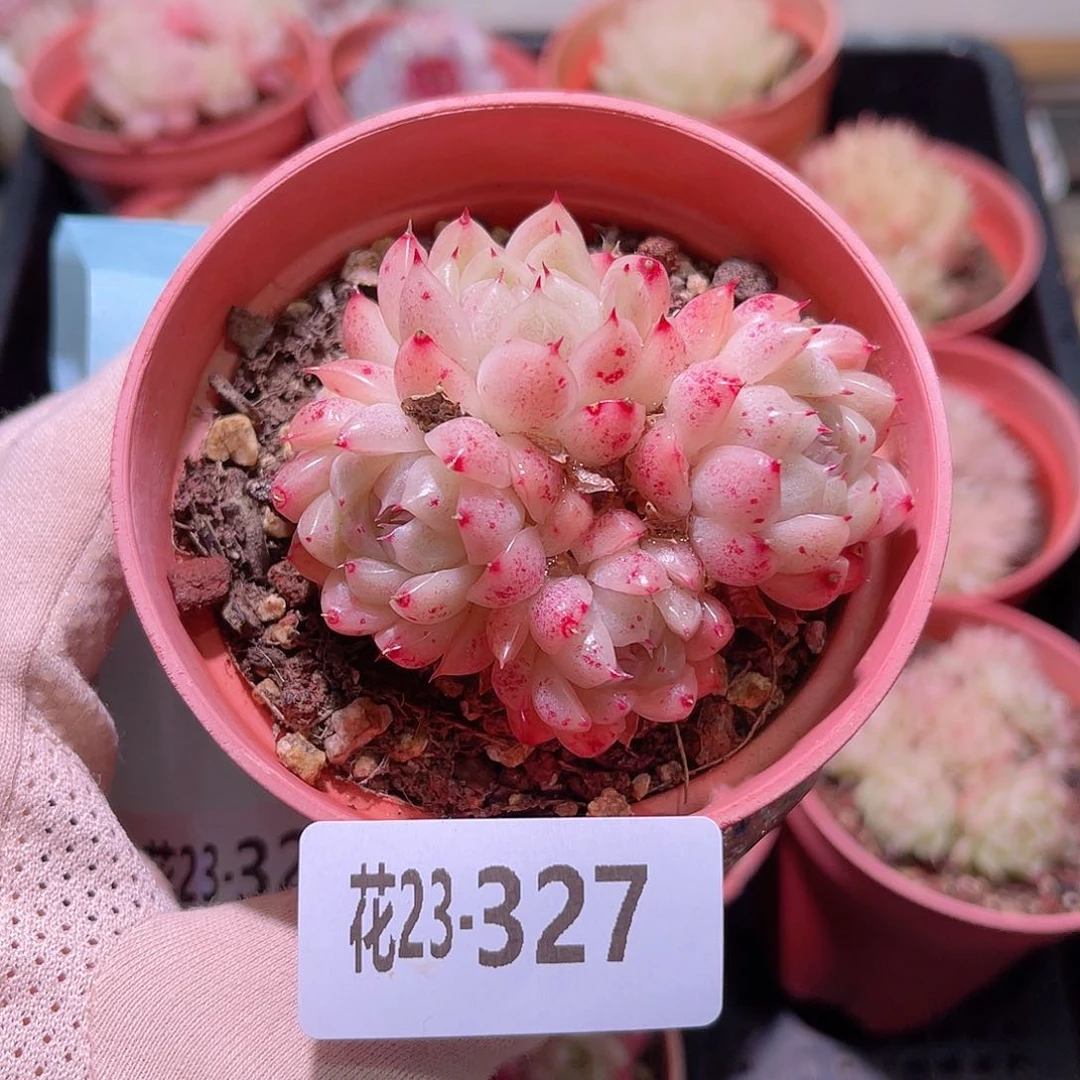 花利美23-327麦秆