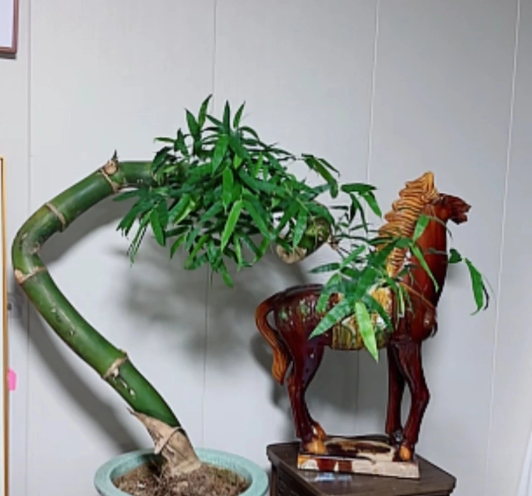 海南小叶勒竹熟桩，直播间一物一拍，实物不是主图款