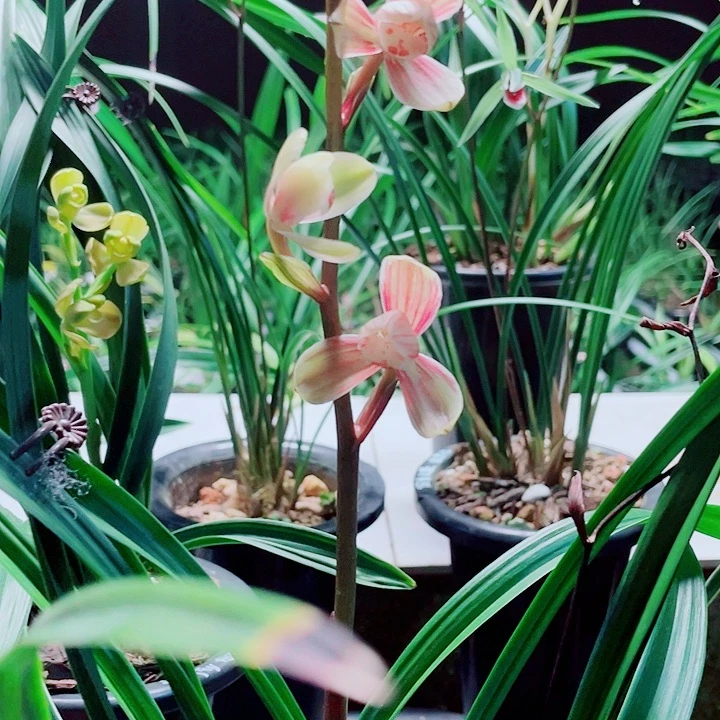 兰***香无花朵一物一拍漂亮
