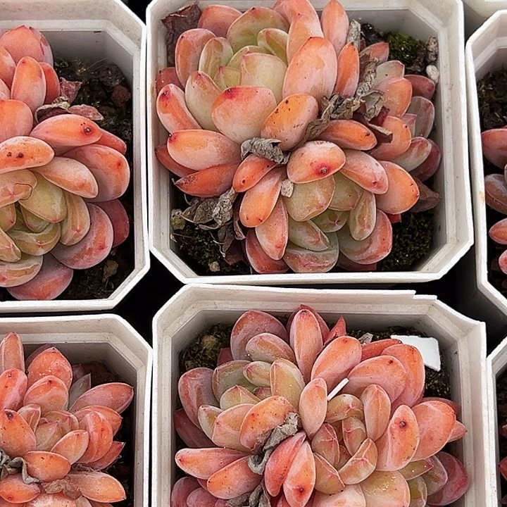 全明星   福利多多