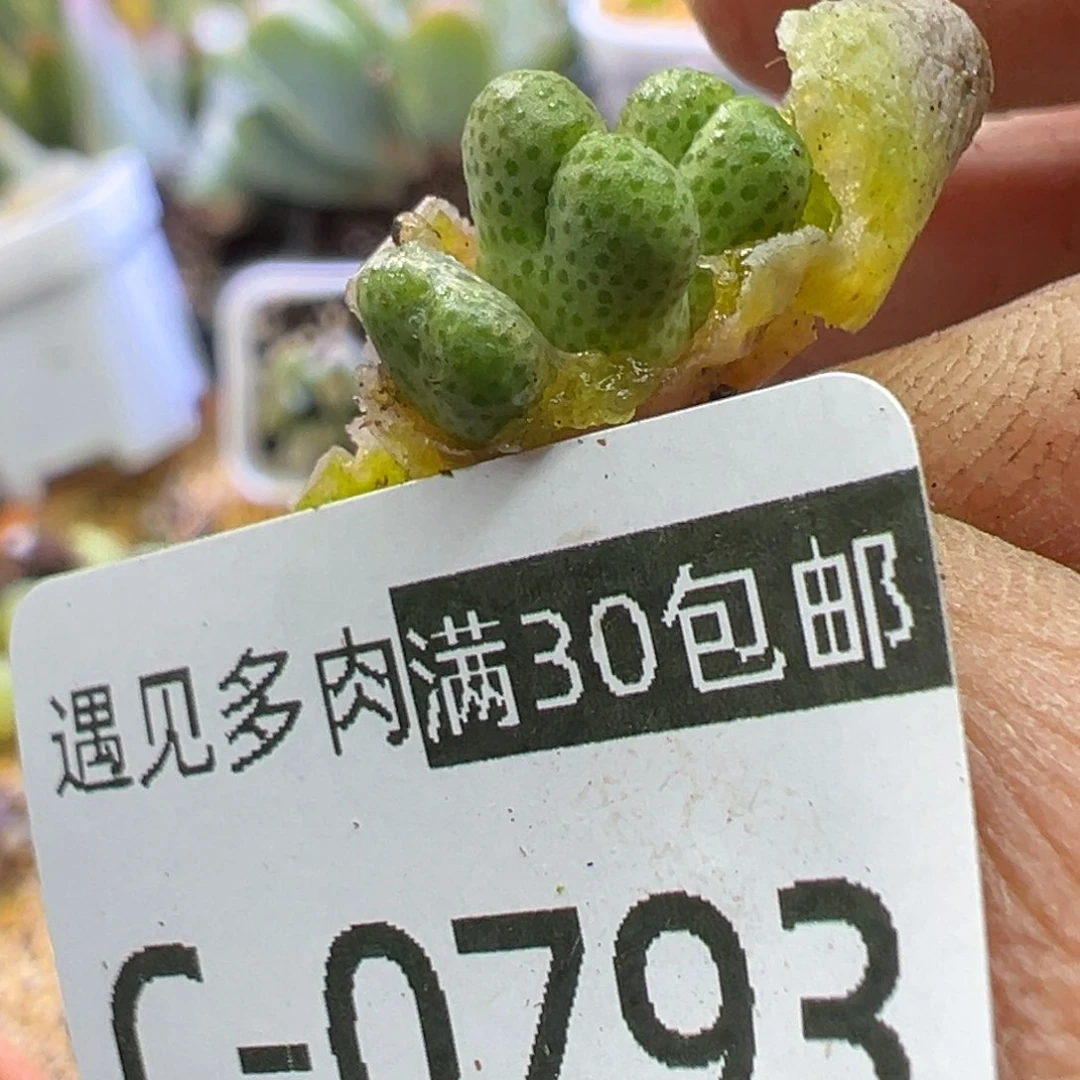 多肉植物11111111111111