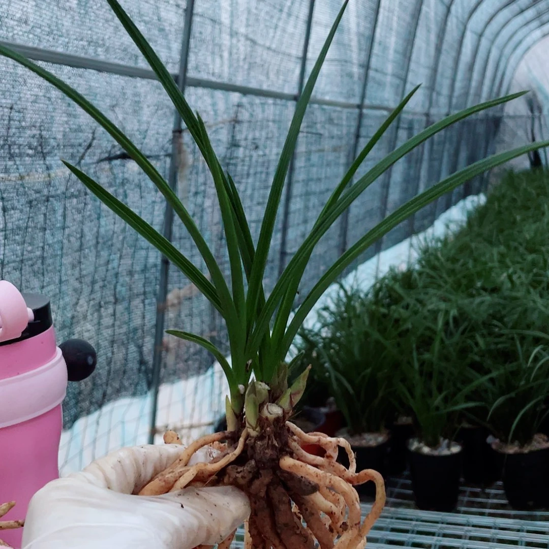 一***1完全开放兰花老化