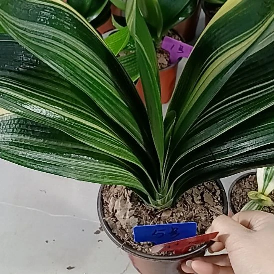 完全开放君子兰麻脸苗