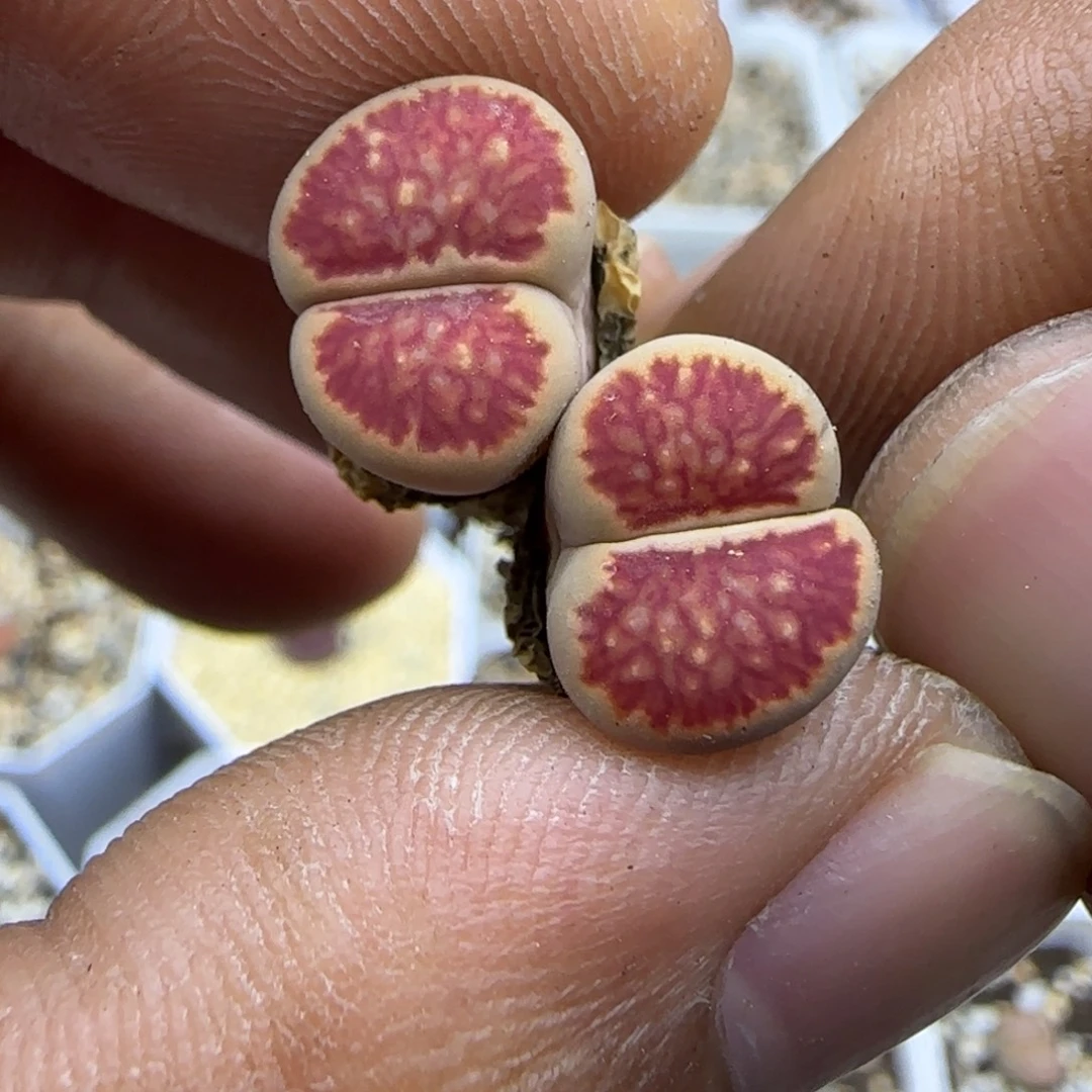 259 生石花大棚直播