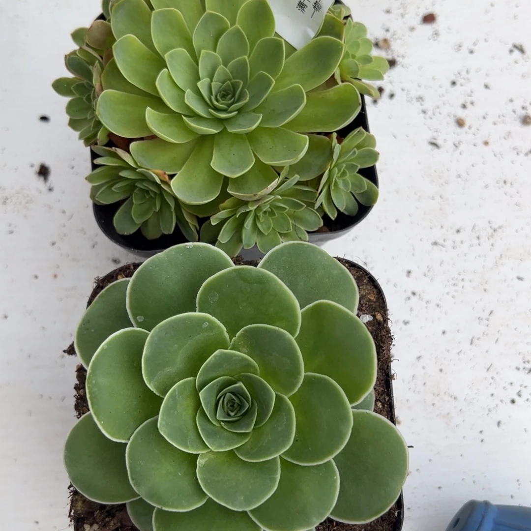 959 山地玫瑰基地带盆土