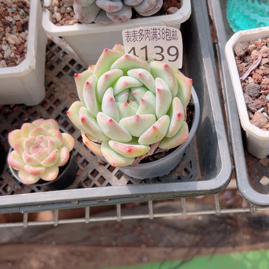 熊***猫无花朵多肉一物一拍植物4139