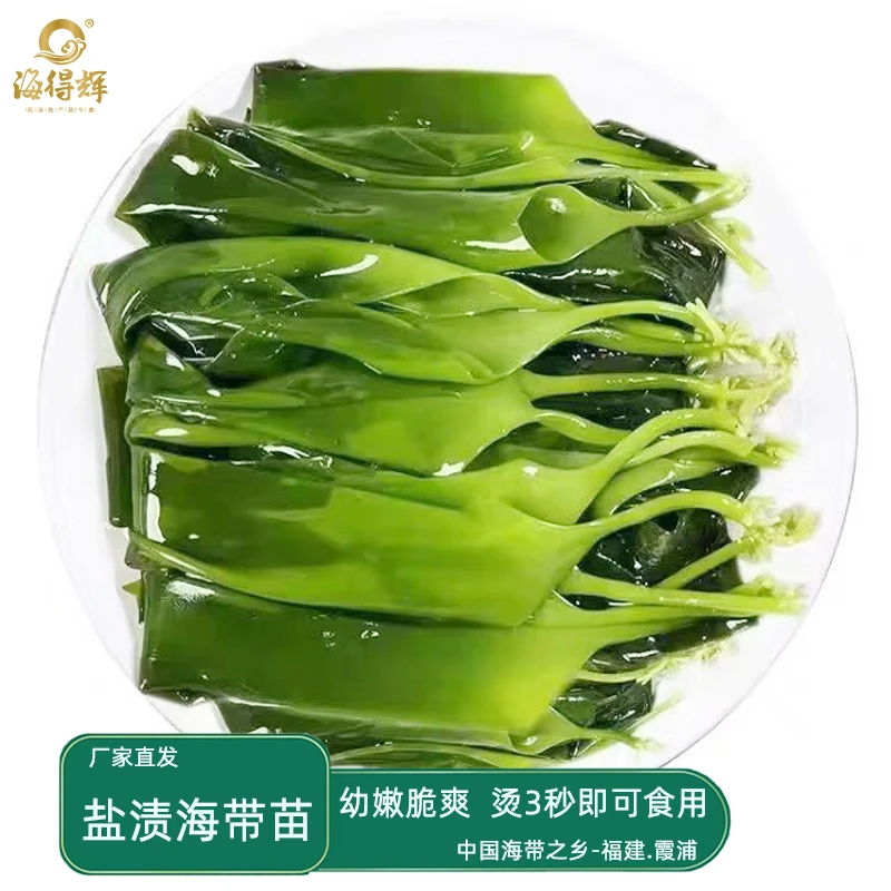 海得辉 盐渍鲜嫩海带苗无沙海带芽福建水产火锅凉拌批发零售商用