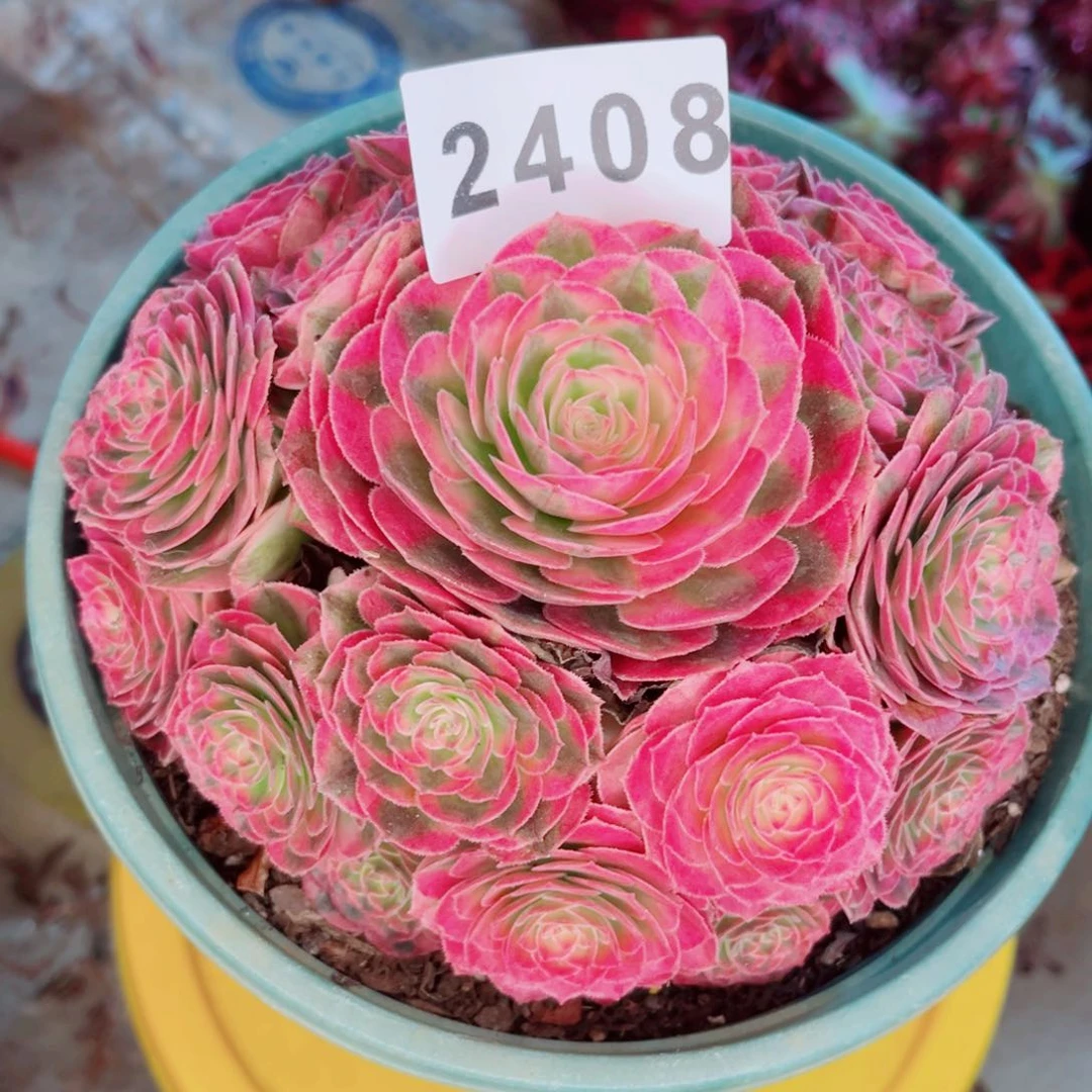 阳***6小荔枝特价带土球发货