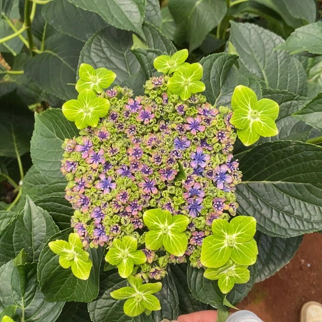 95号绣球 （3单冷链包邮）