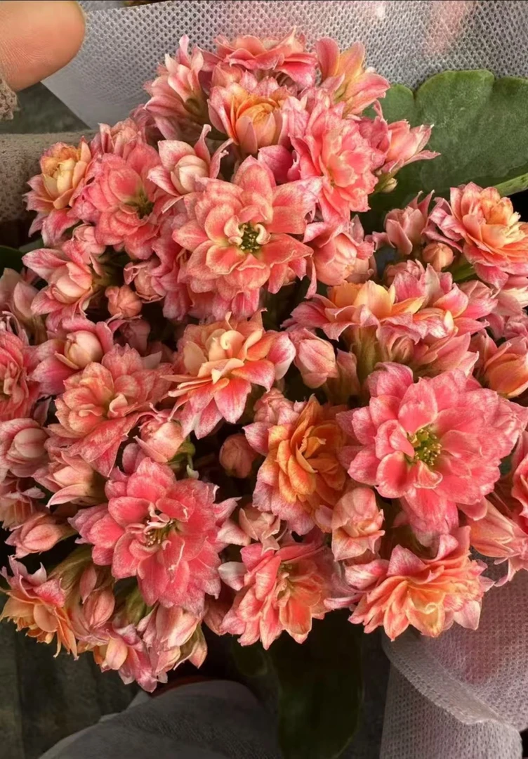 《童话/传奇》130盆长寿花