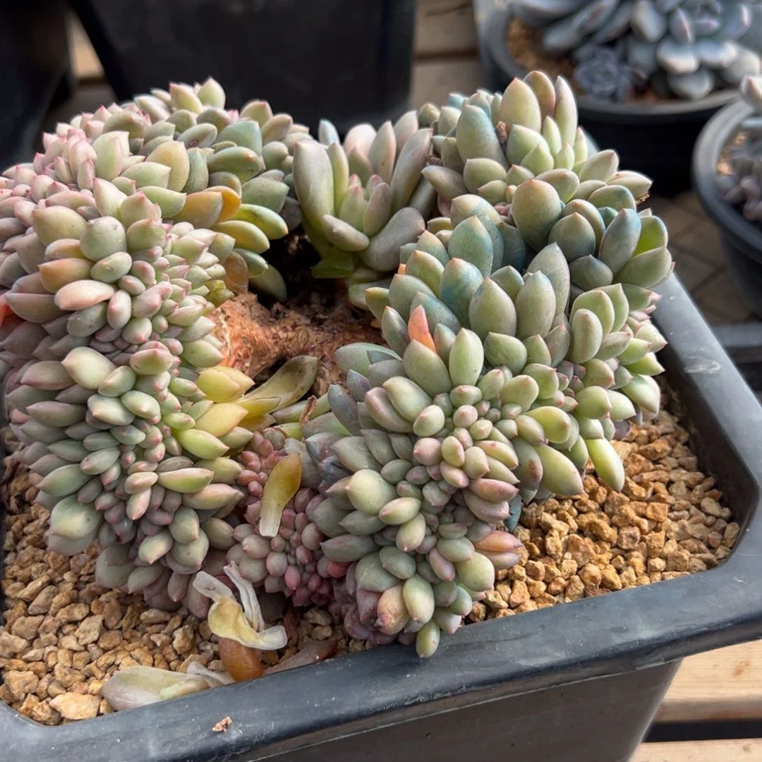 燕***?新年快乐 新年快乐 新年快乐