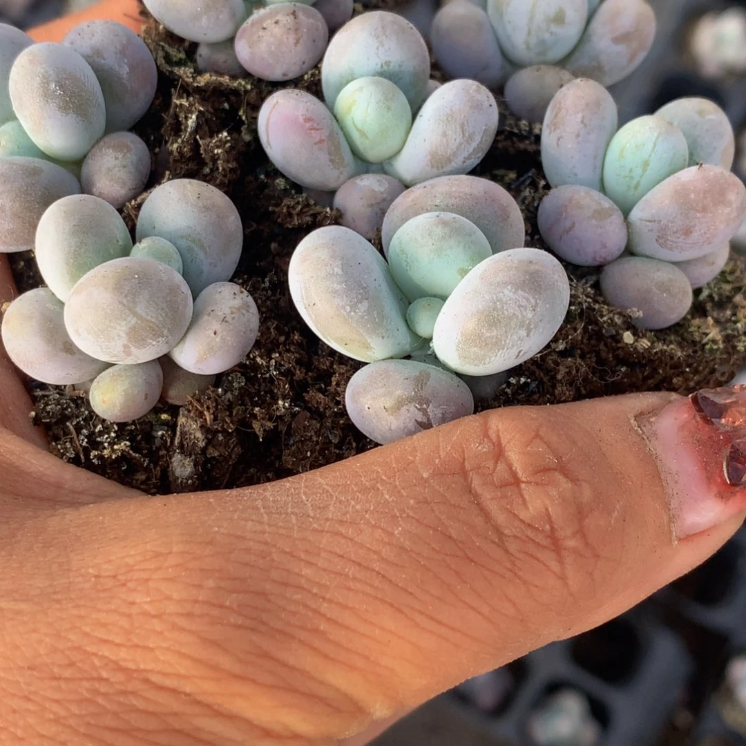 奶酪（不满9.99发叶子）