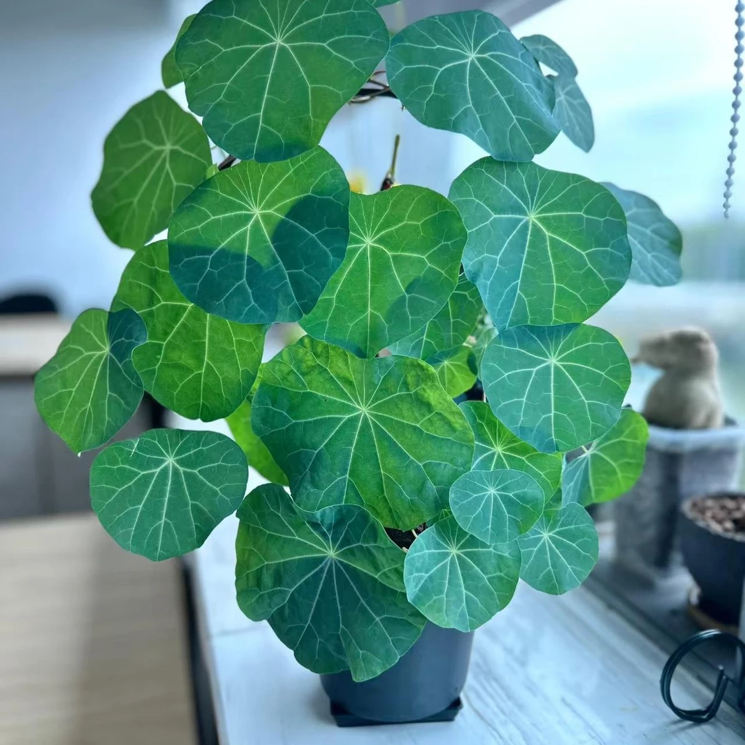 山乌龟爬藤绿植客厅绿植盆栽金不换室内外皆可正宗血藤山乌龟种