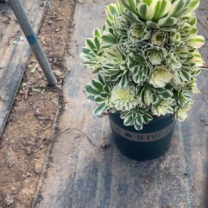 迈巴赫多肉植物多肉多肉17