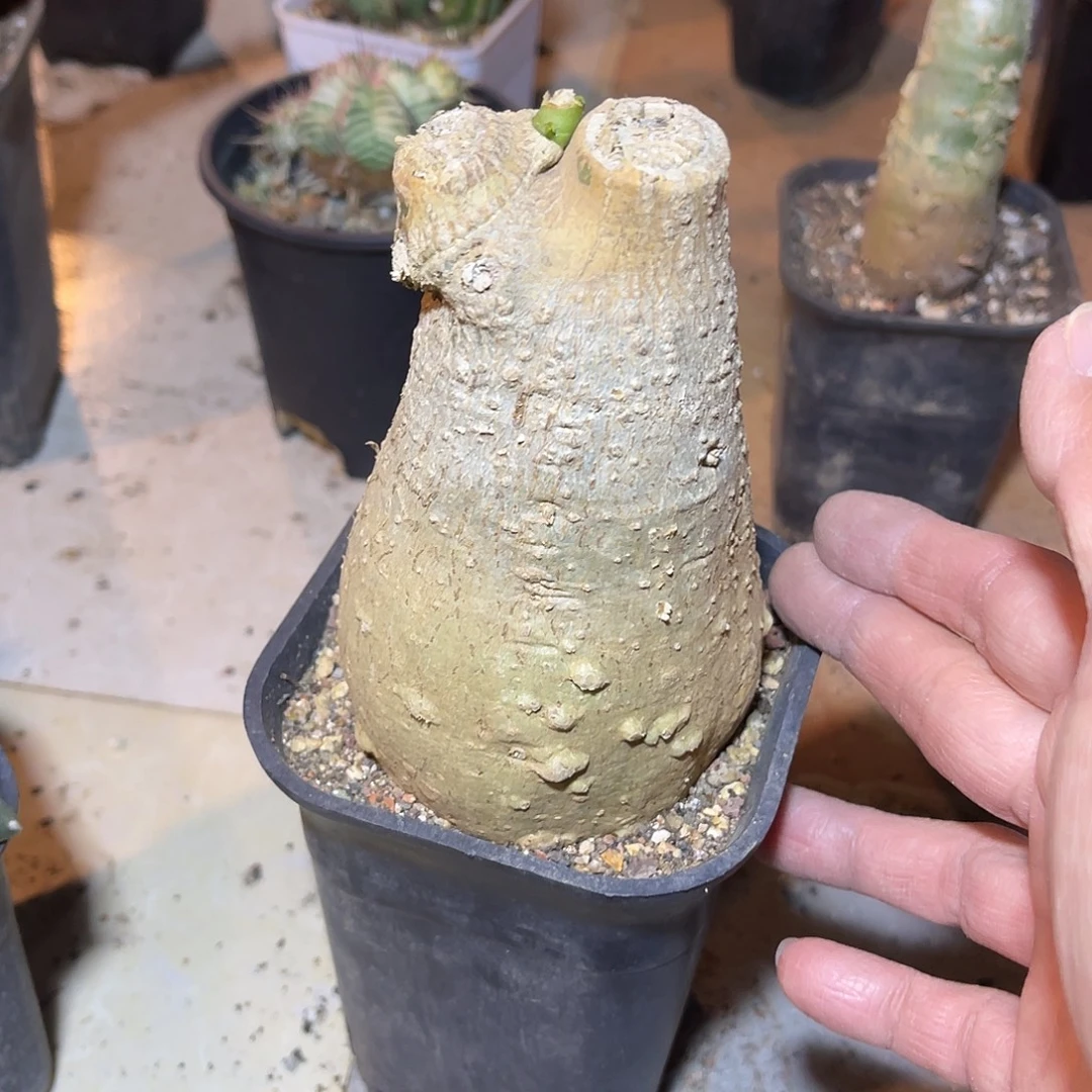 实生枫叶腺蔓块根一物一拍