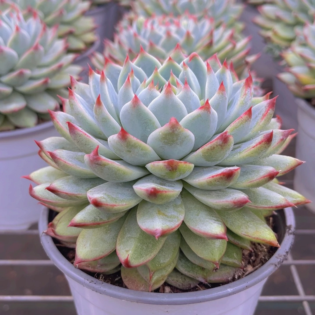 桃夭仙子12公分9898999888