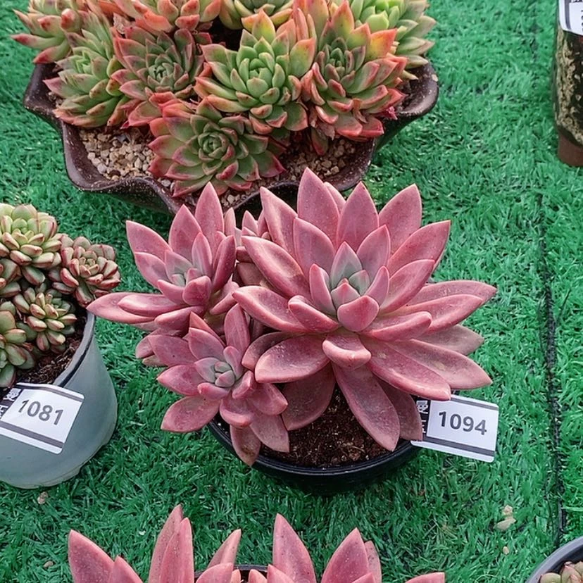 【闪购商品】赫菲虞1094