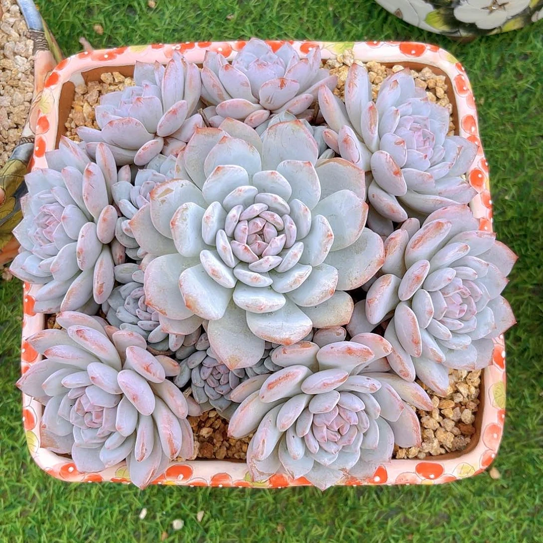 星星橙老桩一物一拍