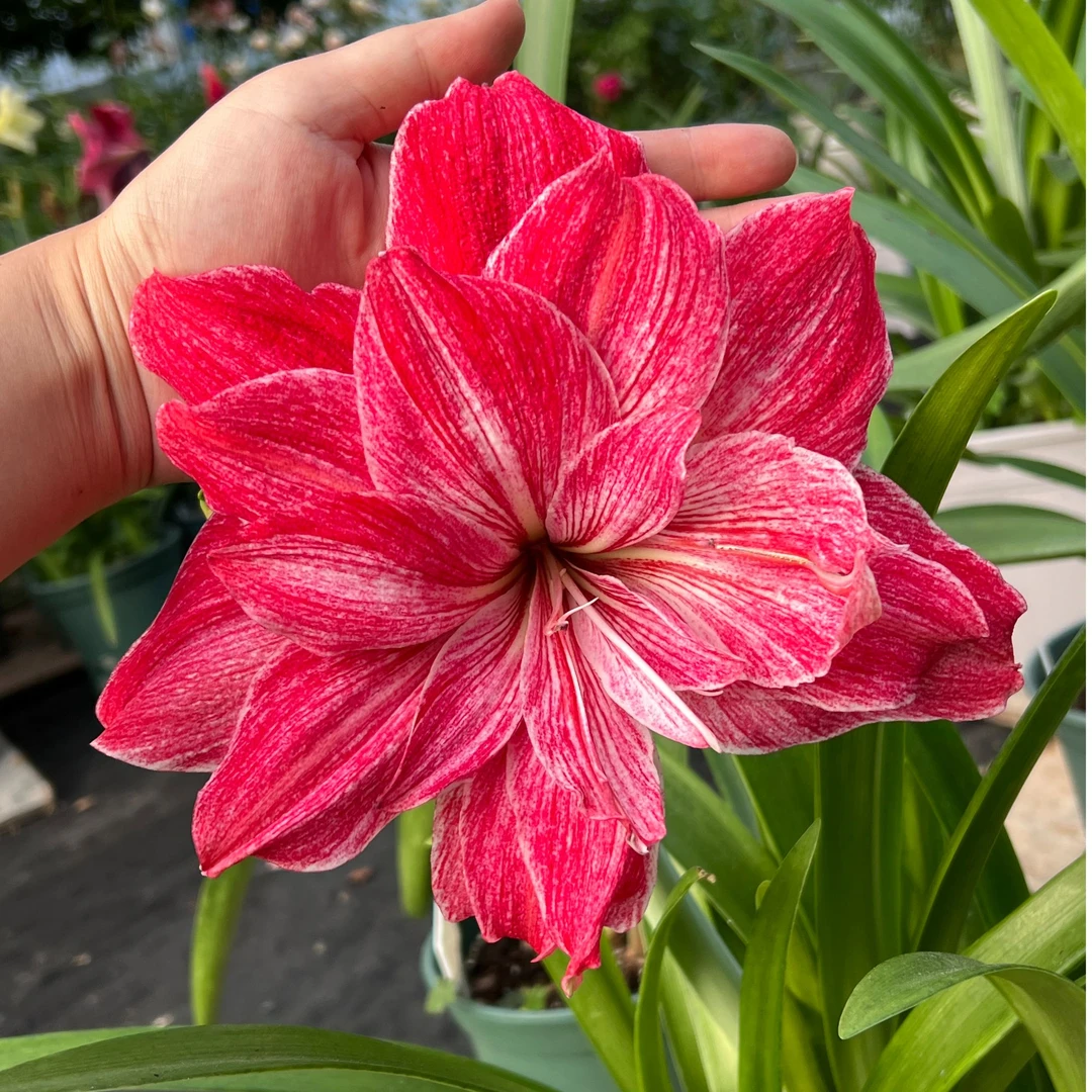 朱顶红贵妇 重瓣朱顶红多年开花