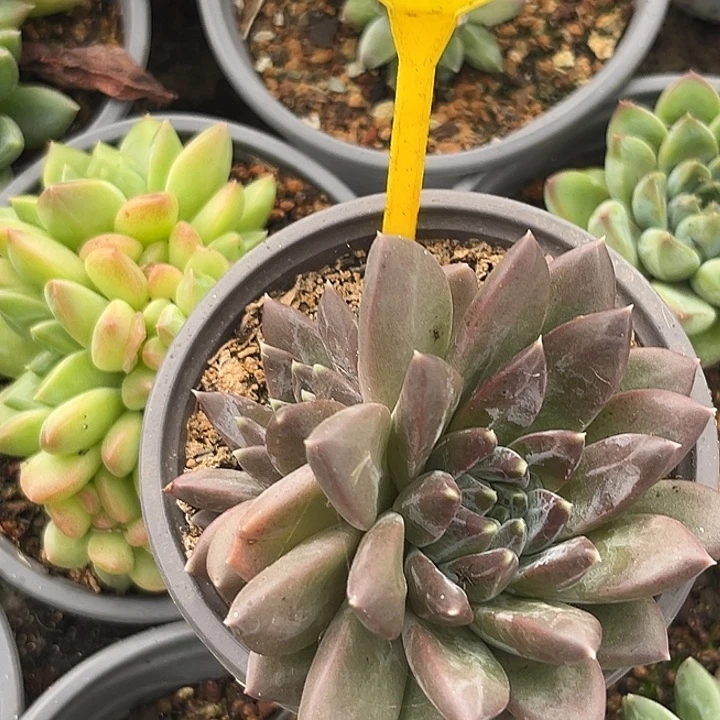 幻影一物一拍876.