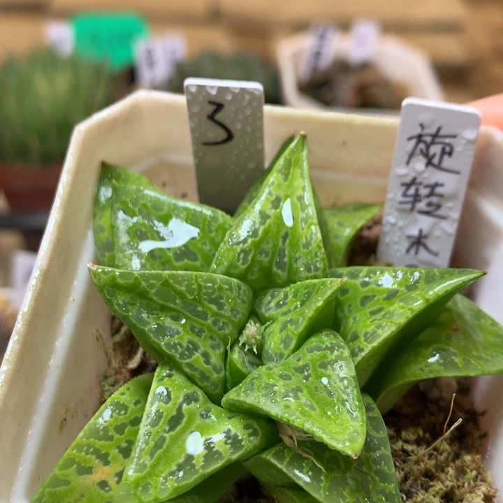 3号旋转木马一物一拍