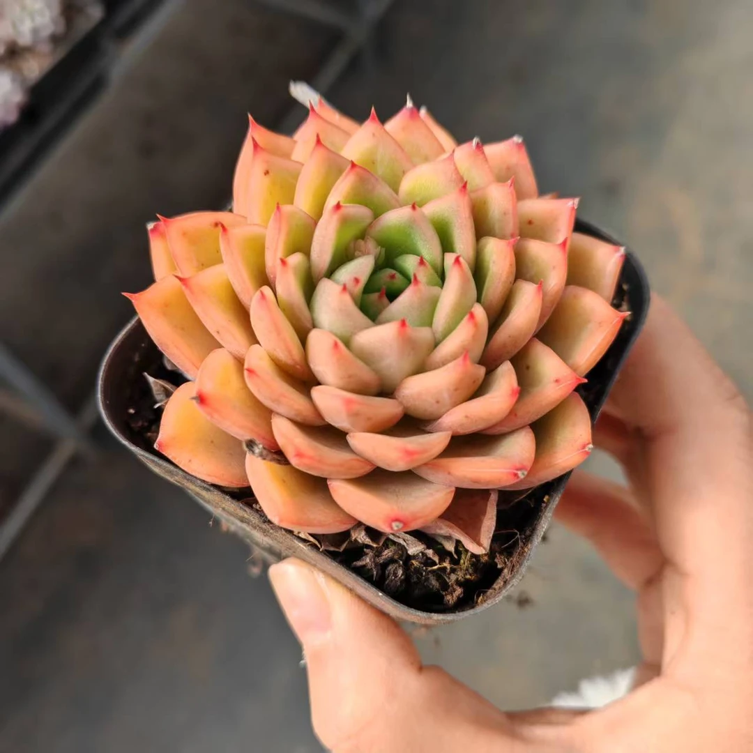 7#日初多肉植物    前男友精品多肉SM745