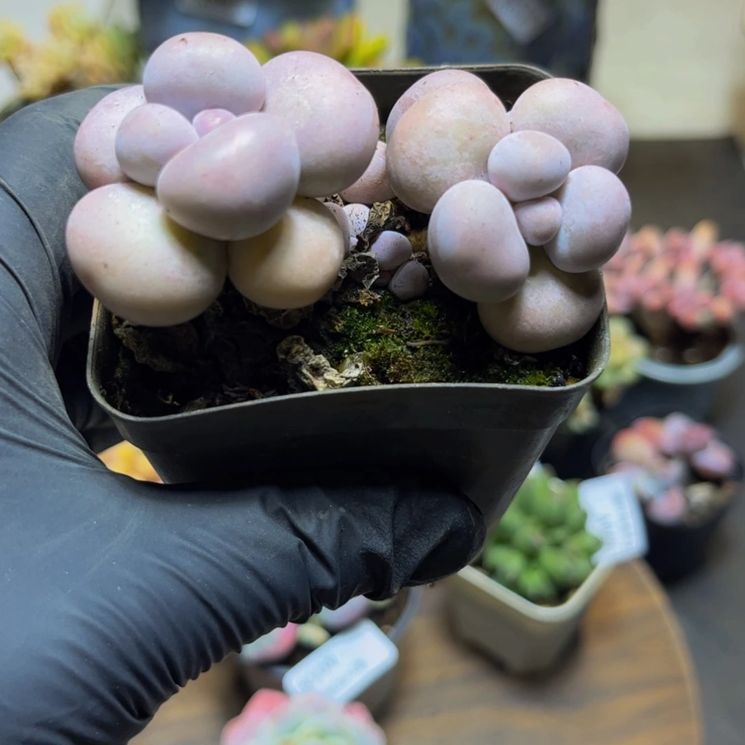 062芭比奶酪6厘米多肉