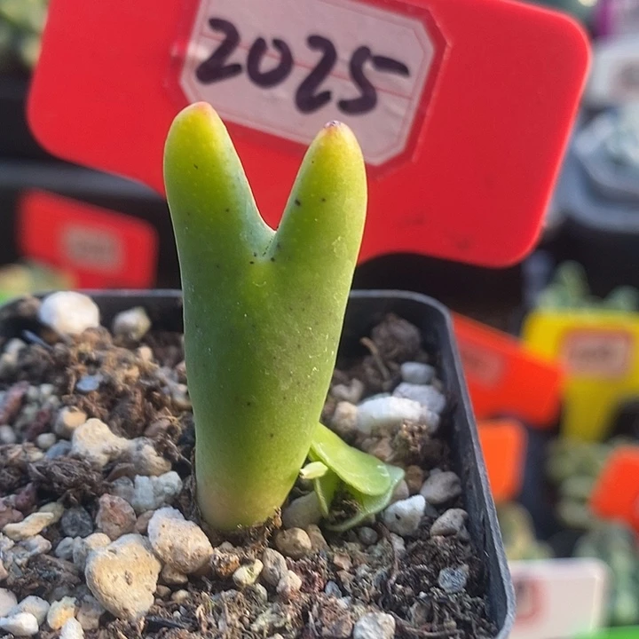 今天下午就回来的时候在2025