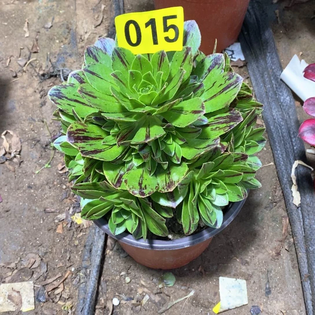 碧火多肉植物015