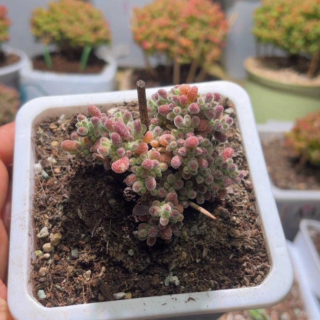 闪购商品冰晶杂紫色G063