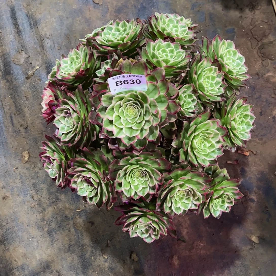 醉*花多肉植物630莲花座