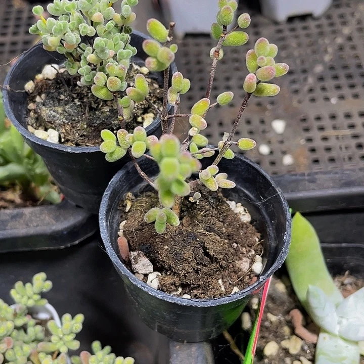 紫彩糖球2.8带盆土发