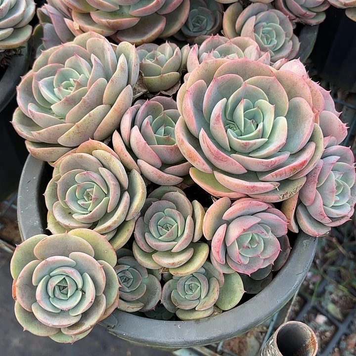蓝色苍鹭群生老桩多肉植物