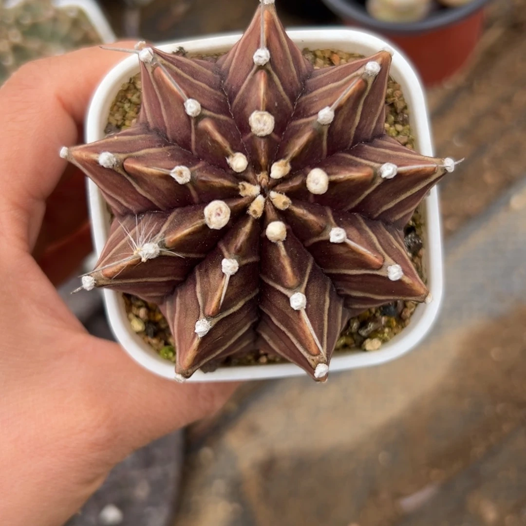 任*生DVD头中央音乐学院