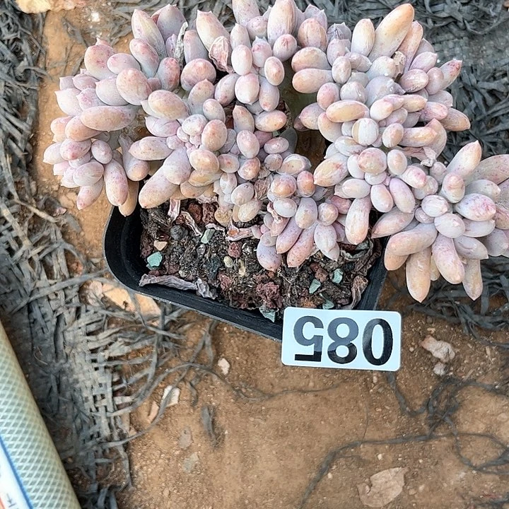 流**?多肉植物一物一拍