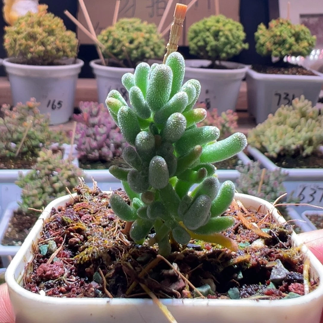 15红颜一物一拍包开箱