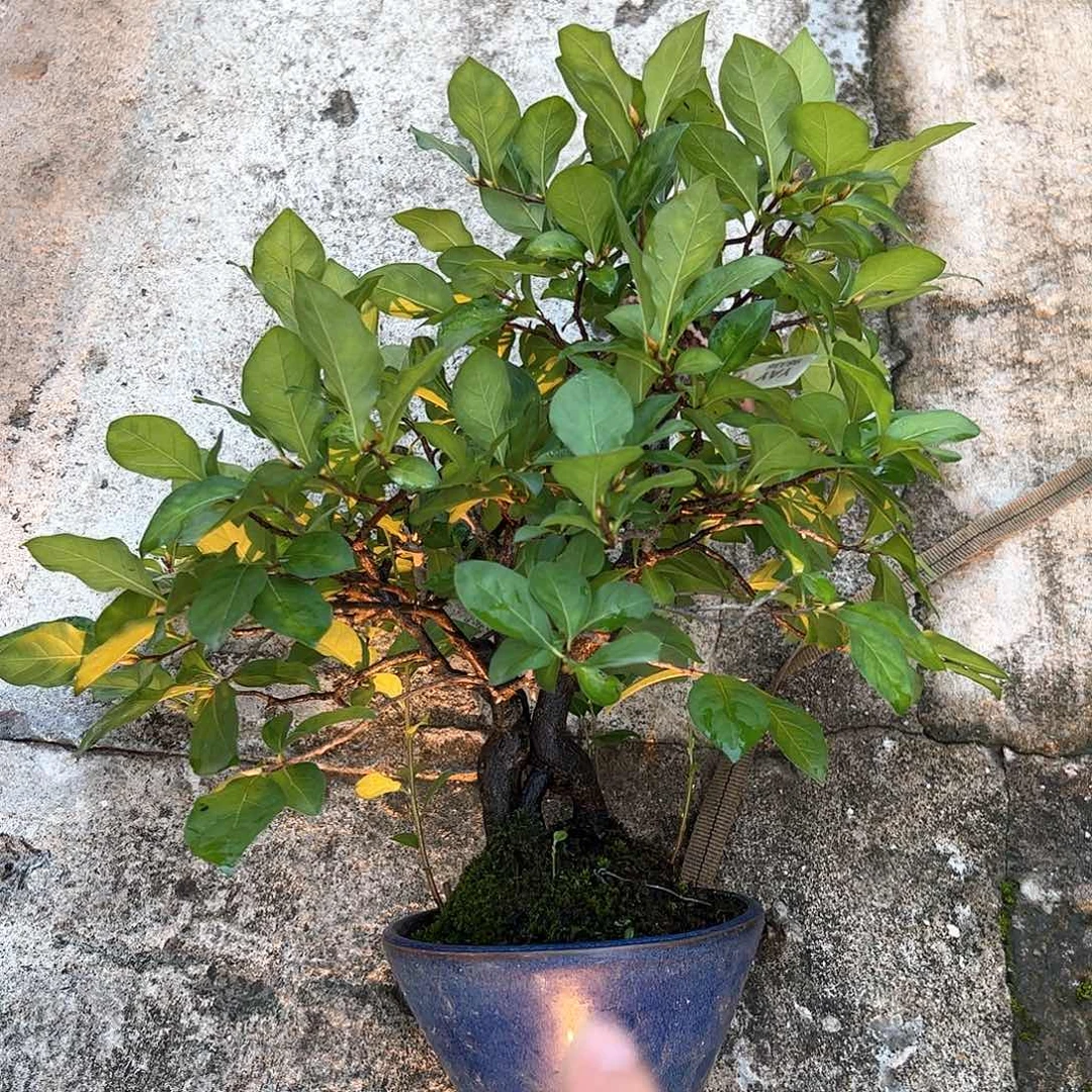 无花朵盆景不包邮