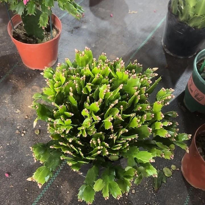 用***0当前无花栽培后可以开花