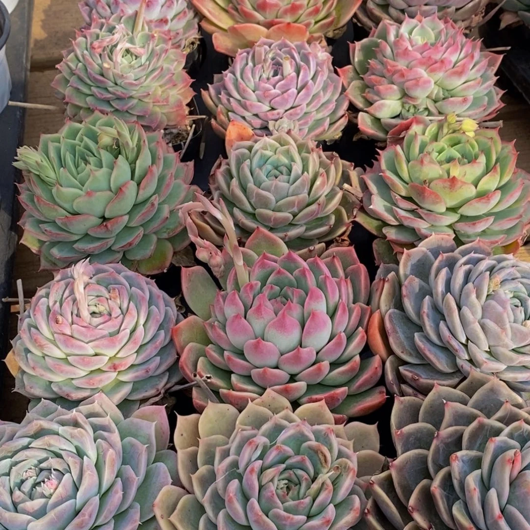 438的人生态度是一种