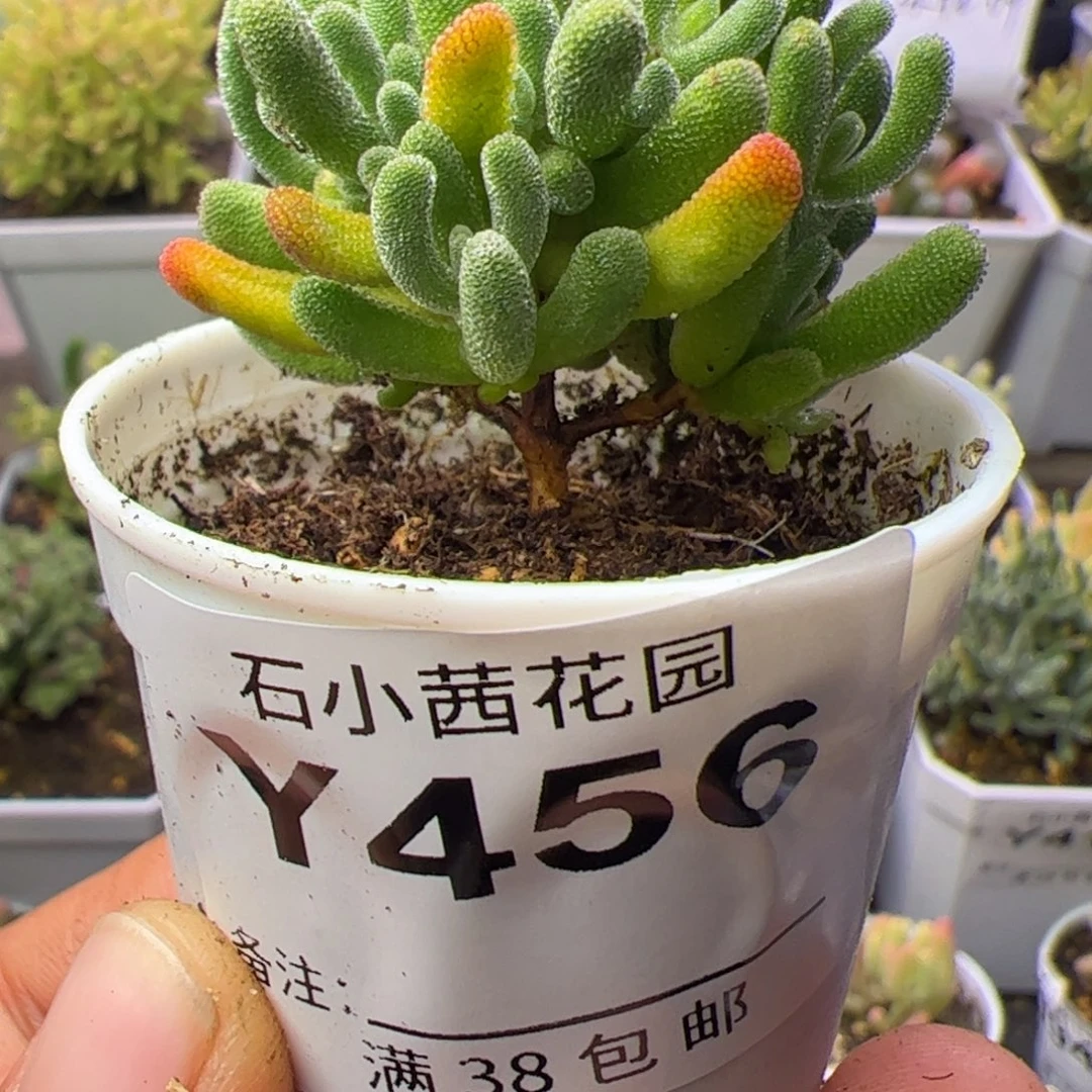 多肉植物枝干小星星