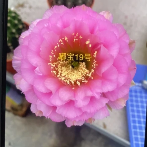 无花朵19 号彩草仙人球侧芽3+