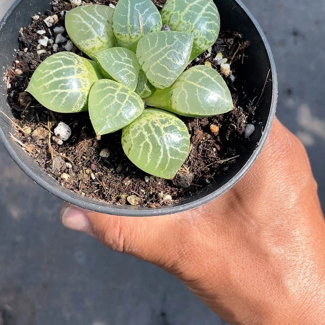 玻璃康品寿带盆发货