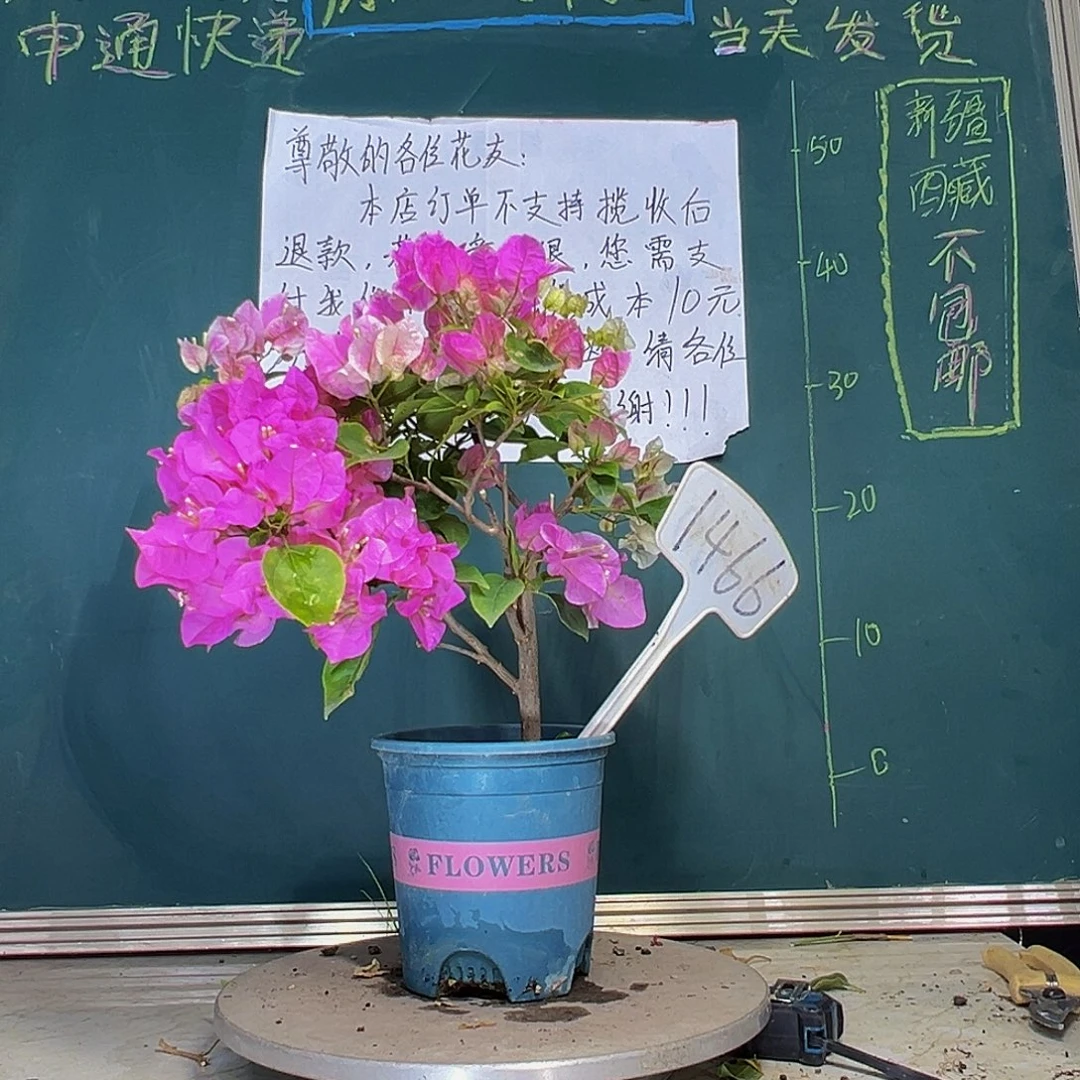 当前无花栽培后可以开花广红樱 1466