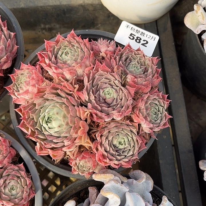 阿雅园艺。      582朱砂痣