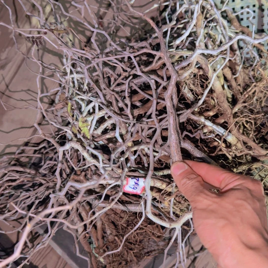 块根植物块根植物