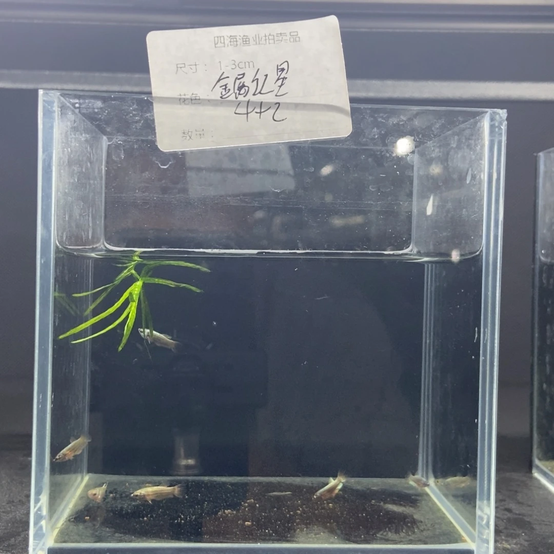 斗鱼包活不包损所见即所得187